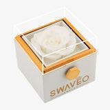 Senvoa white rose box with a white preserved rose under a clear cover.